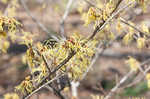 American witch-hazel